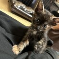 2匹の子猫を保護しています