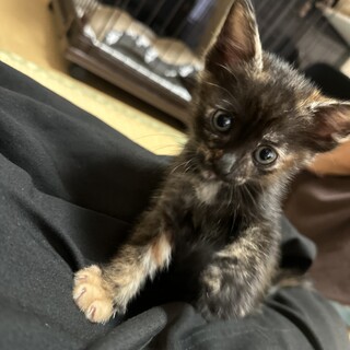 2匹の子猫を保護しています