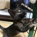 2匹の子猫を保護しています②