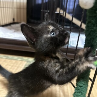 2匹の子猫を保護しています②