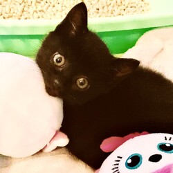 保護した子猫をみて先住の子猫時代を思い出す
