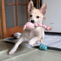 人が大好き・明るい性格おす子犬