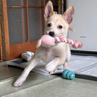 人が大好き・明るい性格おす子犬