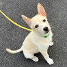 人が大好き・明るい性格おす子犬 サムネイル2