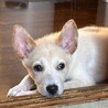 人が大好き・明るい性格おす子犬 サムネイル3