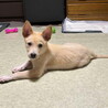 人が大好き・明るい性格おす子犬