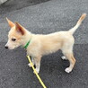 人が大好き・明るい性格おす子犬