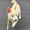 人が大好き・明るい性格おす子犬 サムネイル6