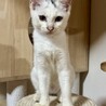 猫大好き！くっついていたい！　テト　2ヶ月