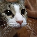 アメショ柄がチャームポイントの男の子