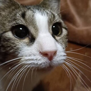 アメショ柄がチャームポイントの男の子