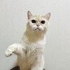 「人が大好きな甘えん坊の男の子です。 サムネイル2