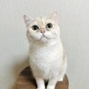 「人が大好きな甘えん坊の男の子です。 サムネイル3