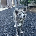 9ヶ月の秋田犬(虎毛)の男の子