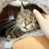 魅力的な目のキレイな女の子 サムネイル3