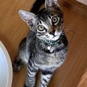 人馴れバツグン甘えんぼのグリーン君