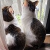 かおるマミー