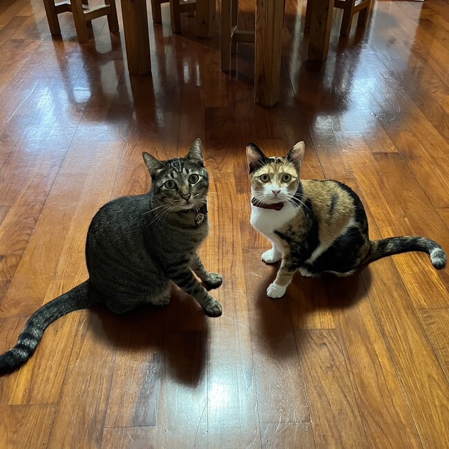 さな3897のカバー写真