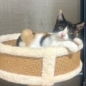 49ヶ月三毛子猫★賢い美子猫
