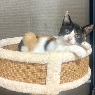 49ヶ月三毛子猫★賢い美子猫