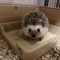 受付終了　ハリネズミ　雄