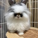 ライオンラビット　雄