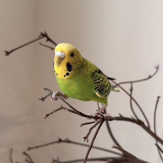 セキセイインコ　メス1歳　里親募集中