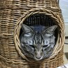 だいとブラウニーさん