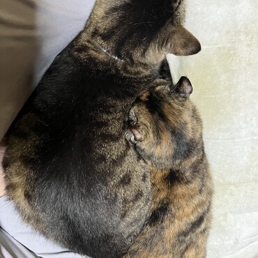 保護猫カフェ時代から、ラブラブな2ひきは、ジイジとバアバになってもラブラブです。