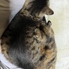 保護猫カフェ時代から、ラブラブな2ひきは、ジイジとバアバになってもラブラブです。