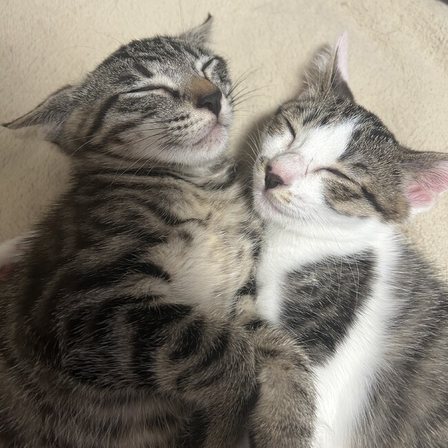 スフィンくんのカバー写真