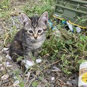 迷い猫