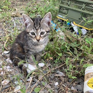 迷い猫