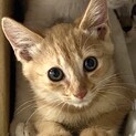 茶トラの男の子