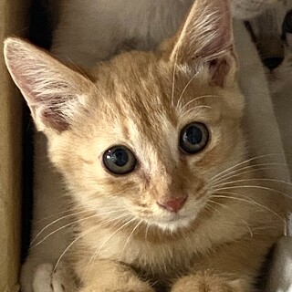 茶トラの男の子