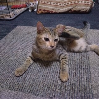 なつきちゃん