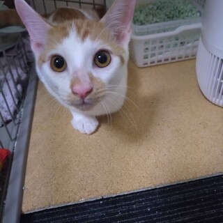 しょうぶくん