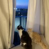 むぎるるさん