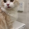 の写真