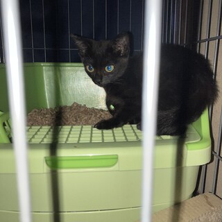 野良子猫　黒　姉妹猫　保護しました。