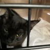 野良子猫　黒　姉妹猫　保護しました。 サムネイル2