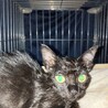 野良子猫　黒　姉妹猫　保護しました。 サムネイル3