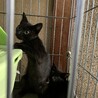 野良子猫　黒　姉妹猫　保護しました。 サムネイル4