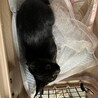 野良子猫　黒　姉妹猫　保護しました。 サムネイル5