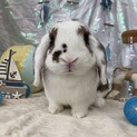 実はとっても甘えん坊♥とろろ♂