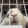 実はとっても甘えん坊♥とろろ♂