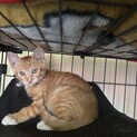 かわいい茶白の子猫（男の子）