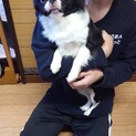 狆　マロンちゃん　２歳　女の子
