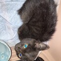 野良　黒子猫　姉妹で保護しました。