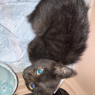 野良　黒子猫　姉妹で保護しました。